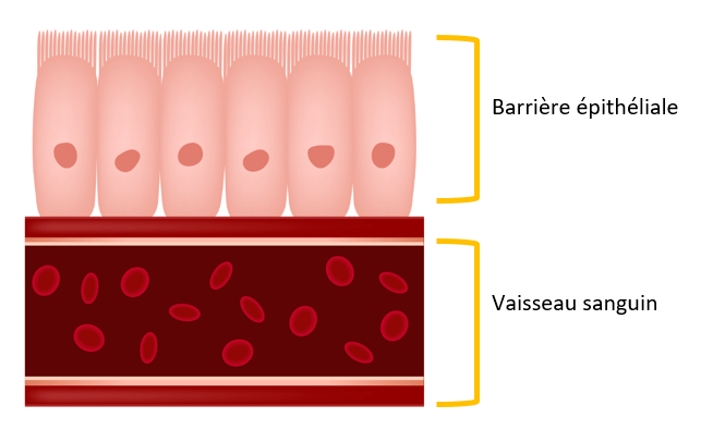 Barrière épithéliale intestinale