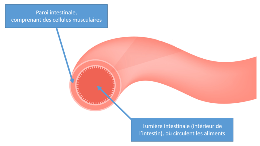 Structure de l'intestin